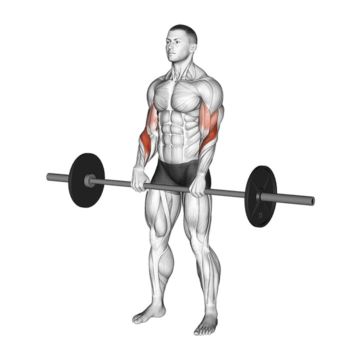 Barbell Reverse Curl