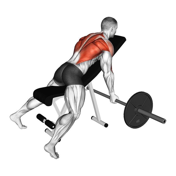 Barbell Reverse Grip Incline Bench Row