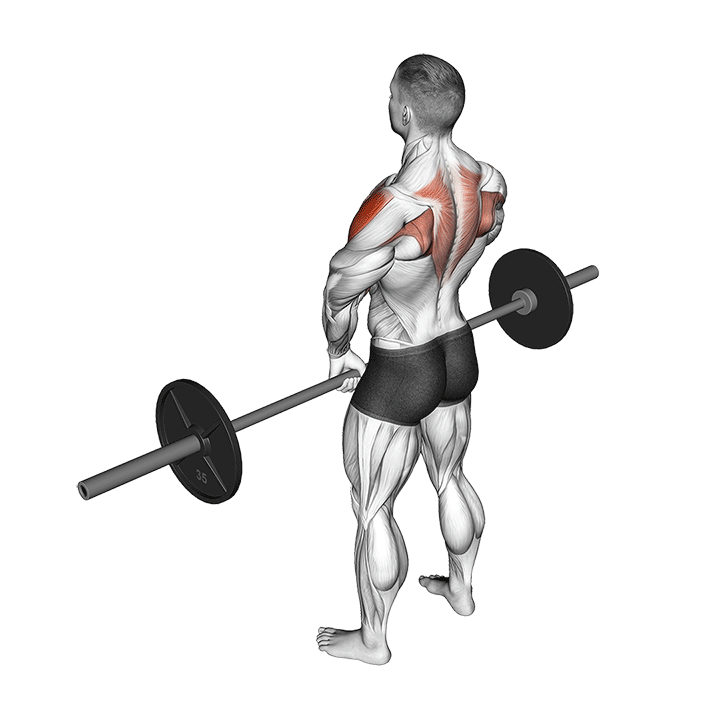 Barbell Upright Row