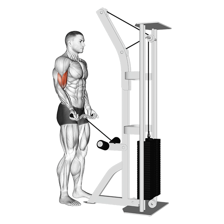 Cable Biceps Curl (SZ Bar)