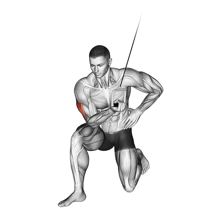 Cable Concentration Extension (On Knee)