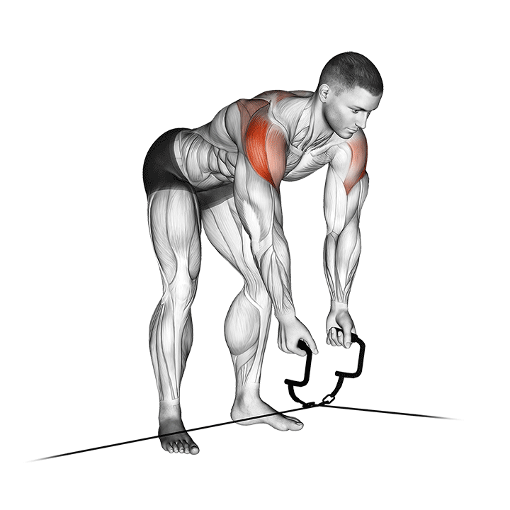 Cable Cross Over Reverse Fly