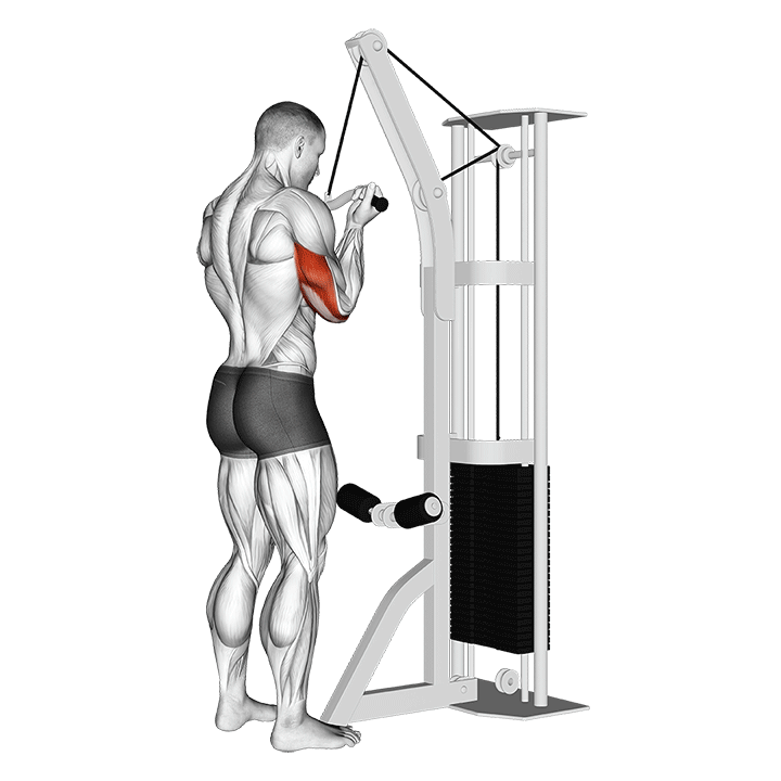 Cable Reverse Grip Triceps Pushdown (SZ Bar)