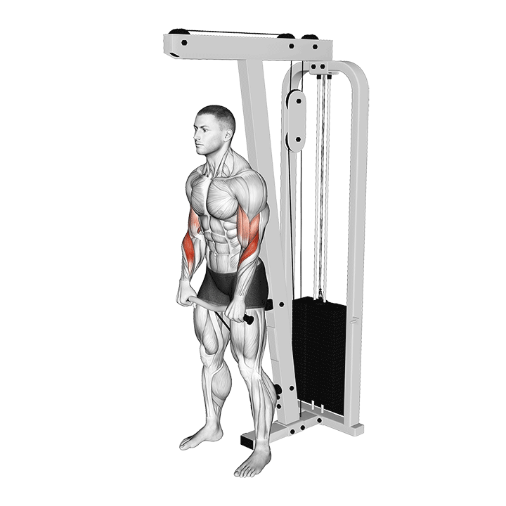 Cable Standing Reverse Curl (SZ Bar)