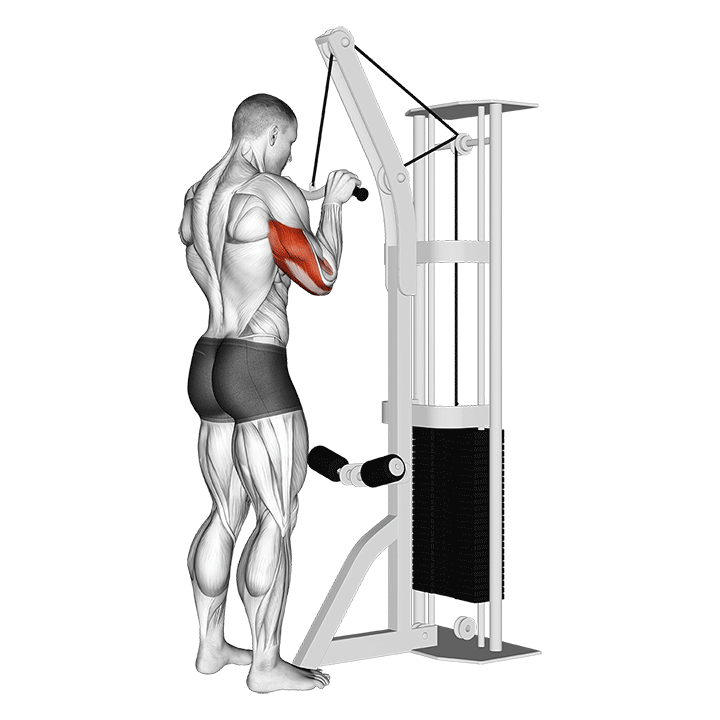 Cable Triceps Pushdown (SZ Bar)