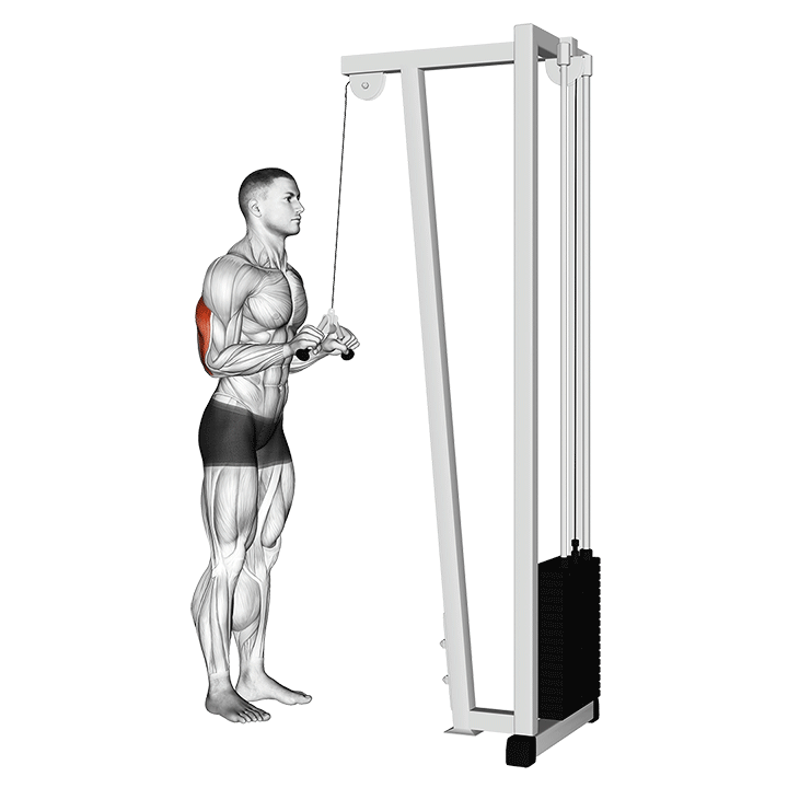 Cable Triceps Pushdown (V Bar Attachment)