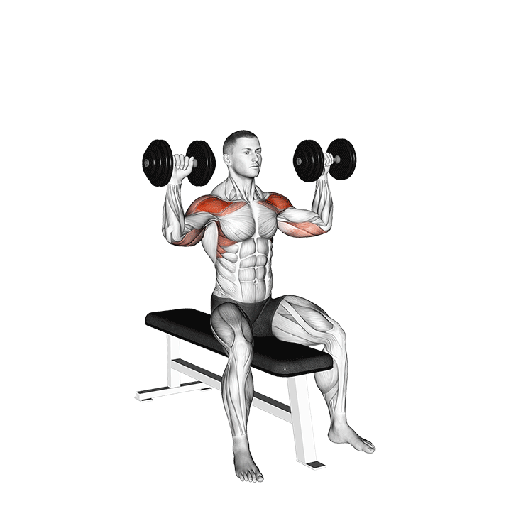 Dumbbell Bench Seated Press