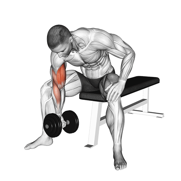 Dumbbell Concentration Curl
