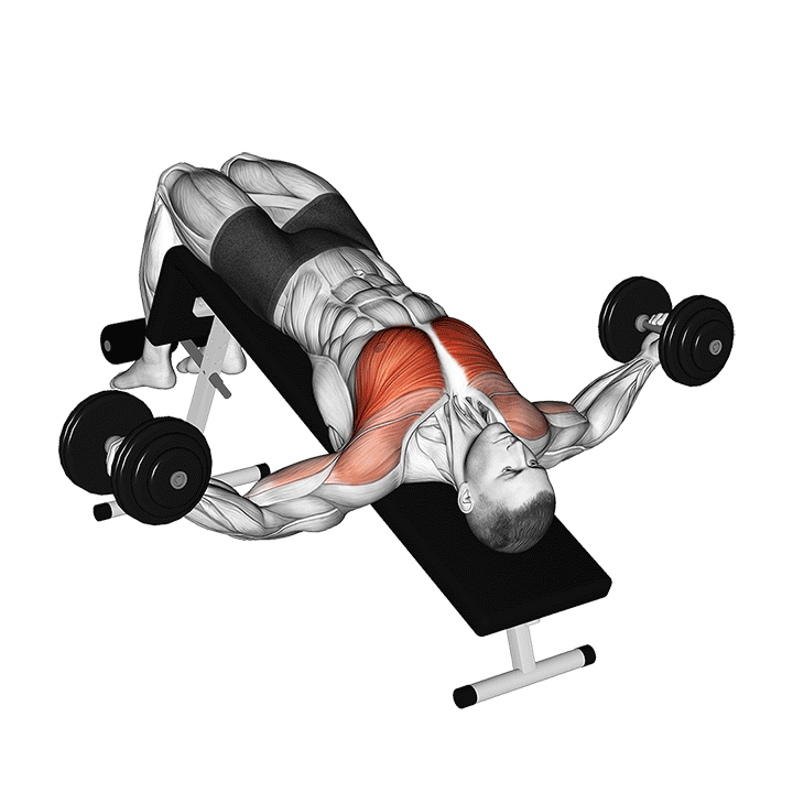 Dumbbell Decline Fly