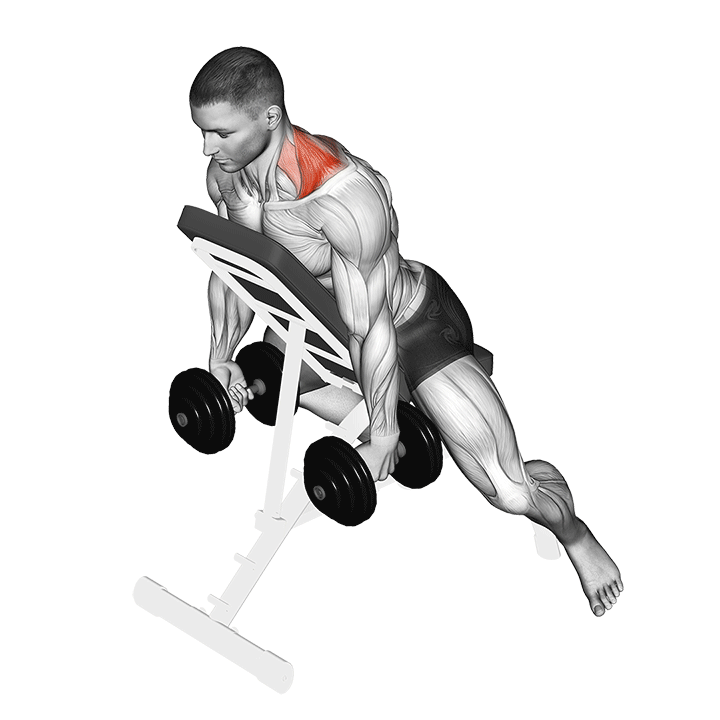 Dumbbell Decline Shrug