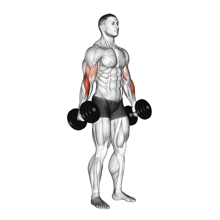 Dumbbell Hammer Curl II