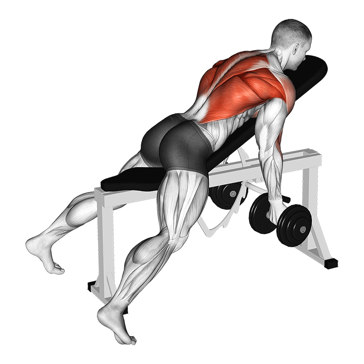 Dumbbell Reverse Grip Incline Bench Two Arm Row