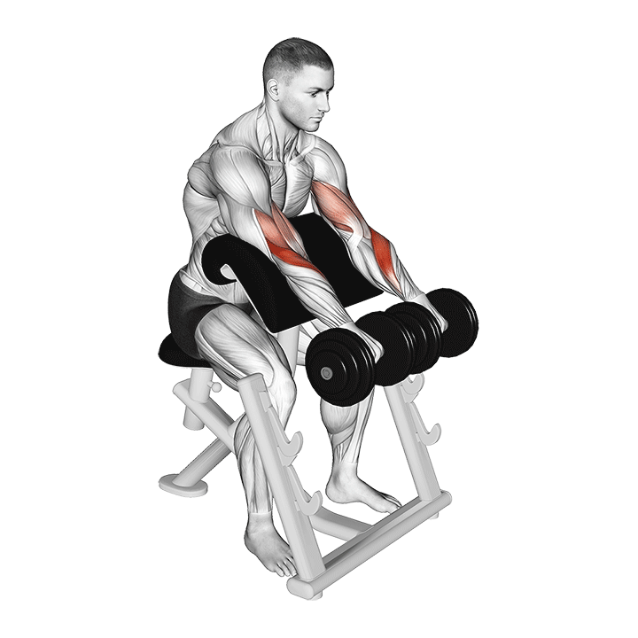 Dumbbell Reverse Preacher Curl