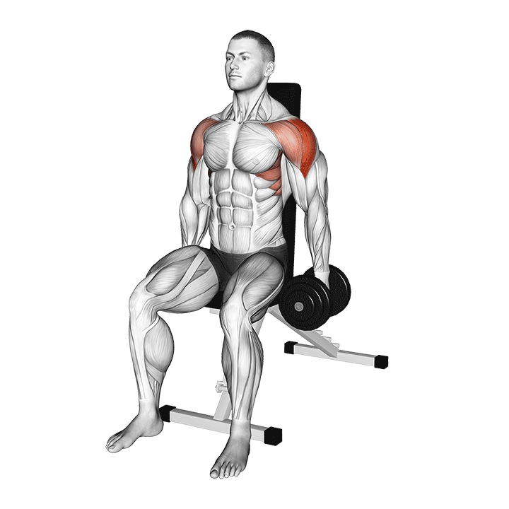 Dumbbell Seated Lateral Raise
