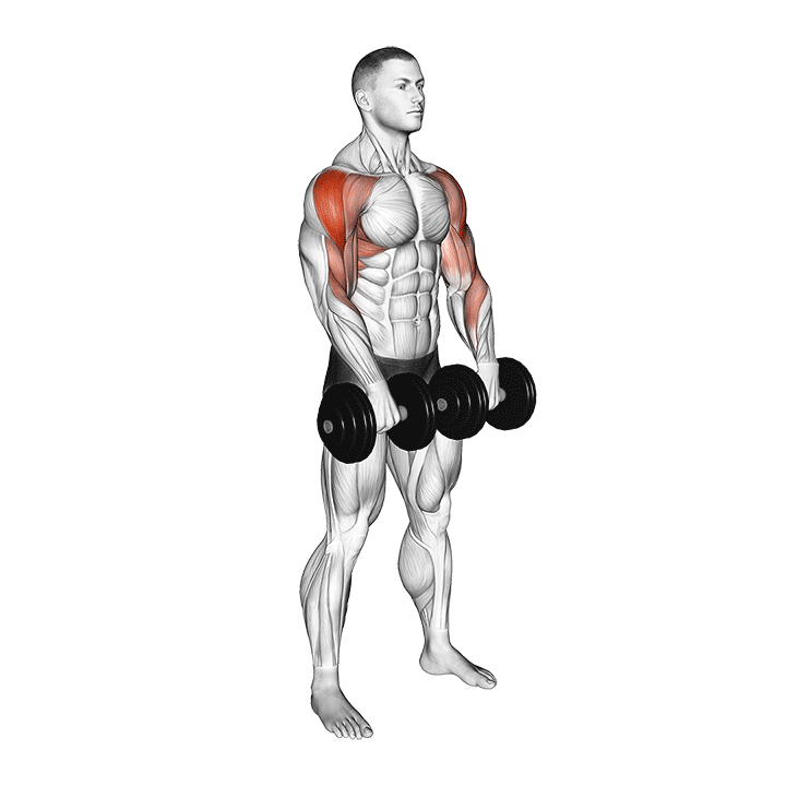 Dumbbell Upright Row (Front POV)