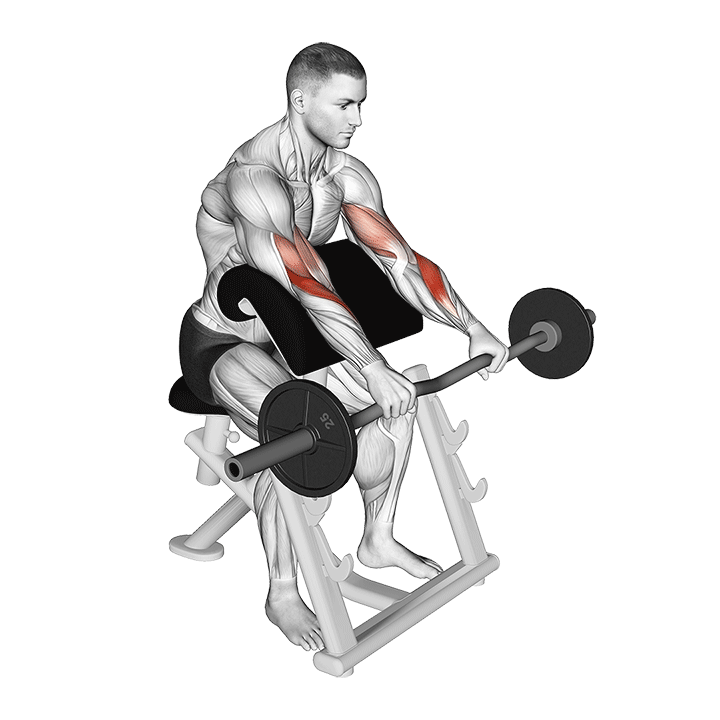 EZ Barbell Reverse Grip Preacher Curl