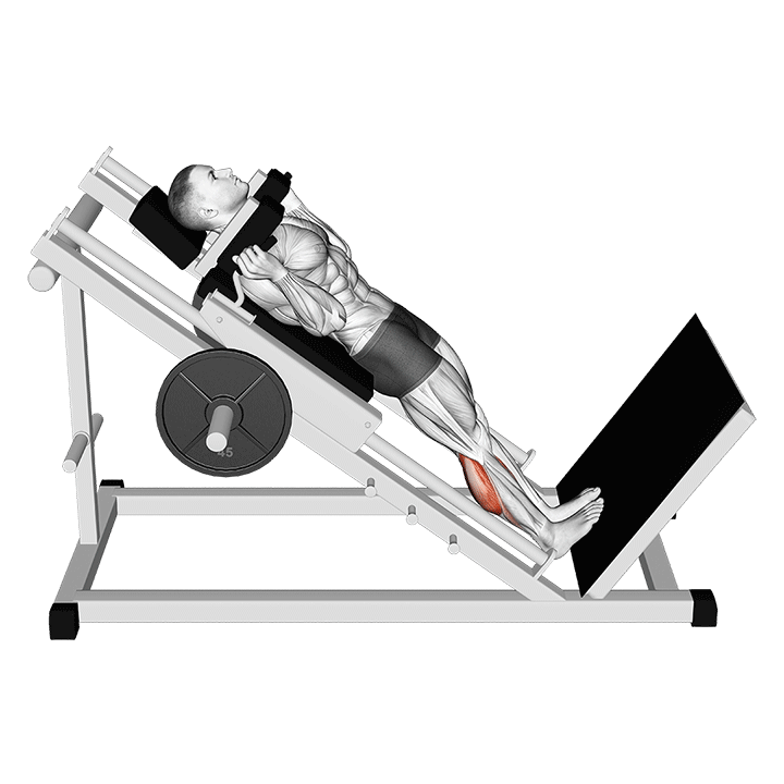 Hack Calf Raise