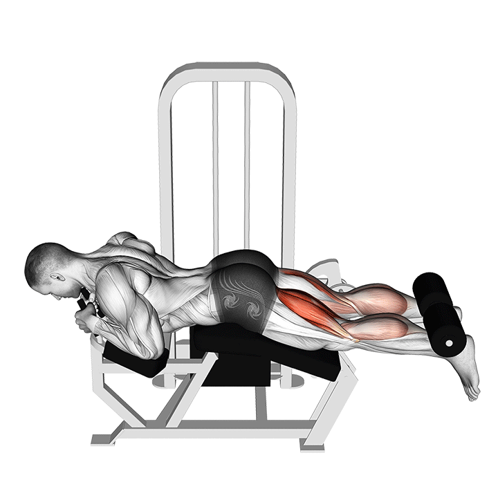 Lever Lying Leg Curl