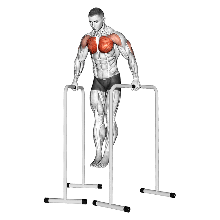 Wide Grip Chest Dip On High Parallel Bars